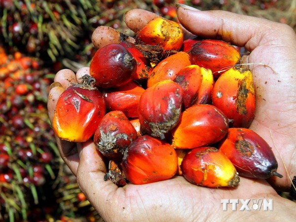 Malaysia thành lập Hội đồng xuất khẩu thúc đẩy cạnh tranh ảnh 1