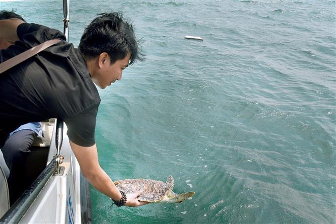 Một con đồi mồi tuyệt đẹp có tên trong Sách Đỏ được cứu trả về biển ảnh 2