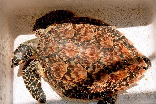 Một con đồi mồi tuyệt đẹp có tên trong Sách Đỏ được cứu trả về biển ảnh 1