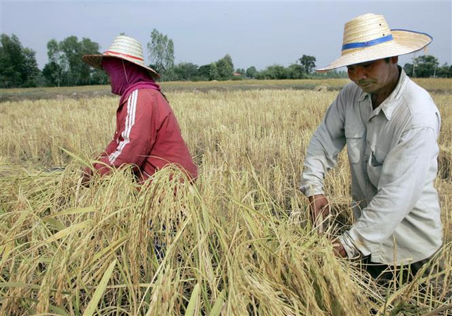 Nông dân thu hoạch lúa trên cánh đồng ở tỉnh Roi Et, Thái Lan. (Ảnh: AFP/TTXVN) Xuất khẩu gạo Thái Lan vượt mục tiêu đề ra trong năm 2022 ảnh 1