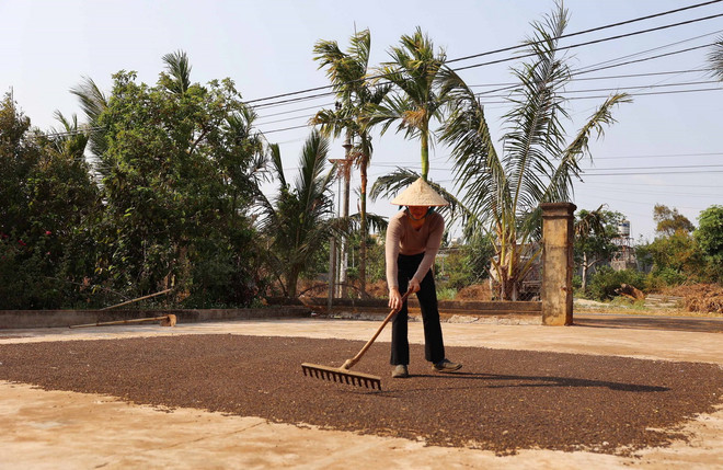 Gia đình chị Nguyễn Thị Thu, xã Ea Kpam, huyện Cư M’Gar, tỉnh Đắk Lắk phơi hồ tiêu khô. (Ảnh: Hoài Thu/TTXVN) ttxvn thu mua ho tieu3.jpg