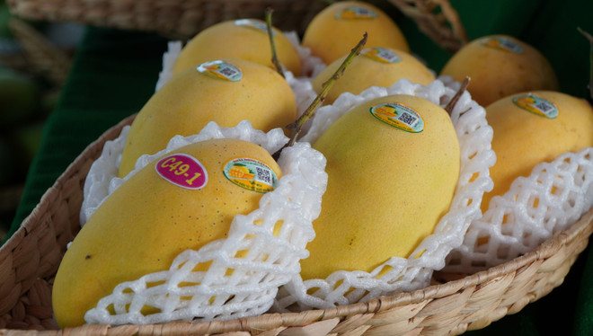 Cải tiến sản xuất để nâng cao chuỗi giá trị xoài Đồng Tháp ảnh 1