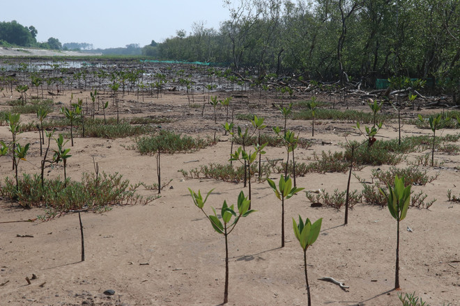 ttxvn_trong rung duoc.jpg