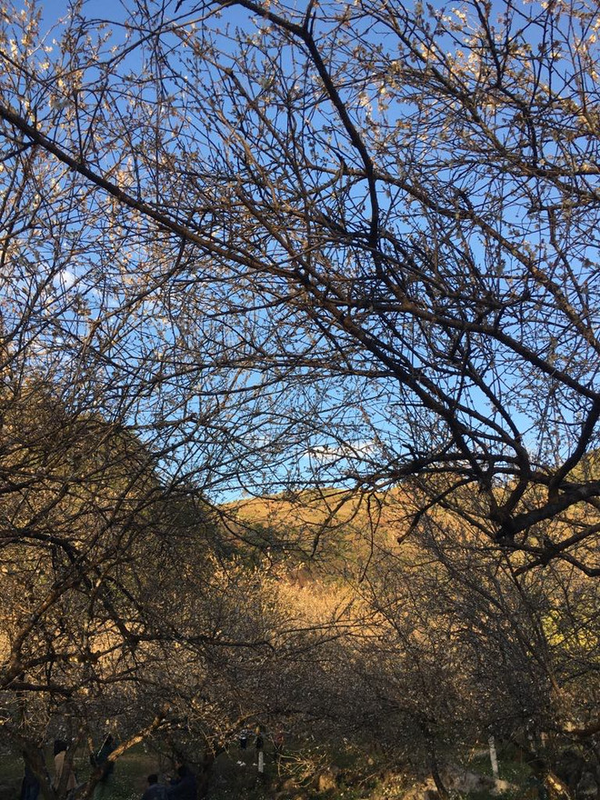 Ngẩn ngơ lạc giữa tiên cảnh bồng lai hoa mơ ở Mộc Châu ảnh 4