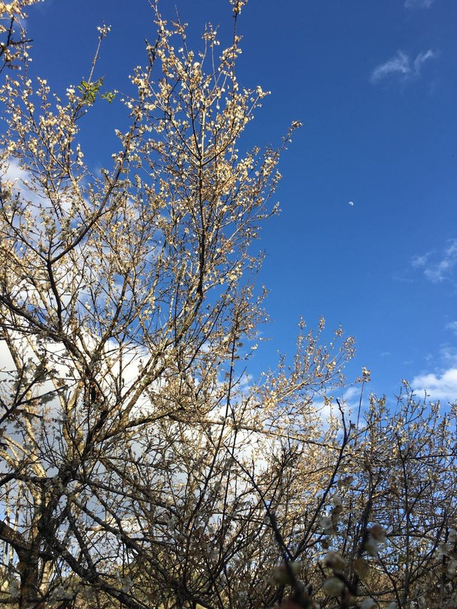 Ngẩn ngơ lạc giữa tiên cảnh bồng lai hoa mơ ở Mộc Châu ảnh 3