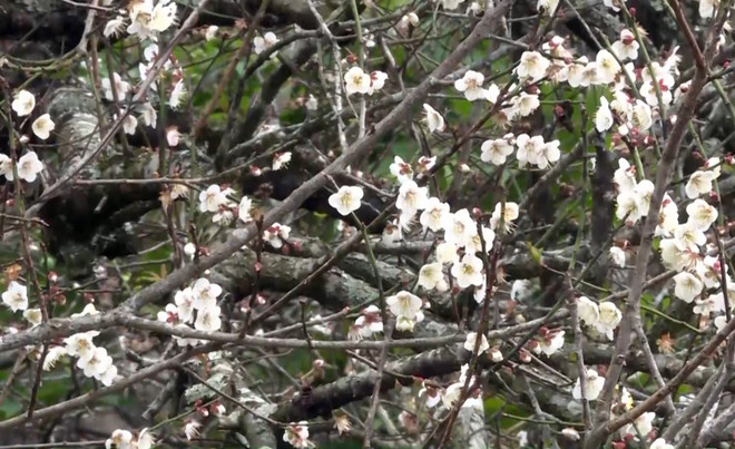 Ngẩn ngơ lạc giữa tiên cảnh bồng lai hoa mơ ở Mộc Châu ảnh 1