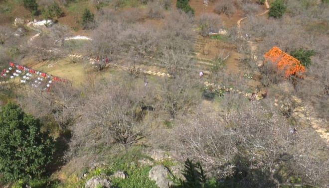 Ngẩn ngơ lạc giữa tiên cảnh bồng lai hoa mơ ở Mộc Châu ảnh 2