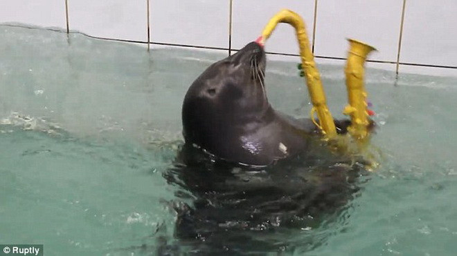 [Video] Màn trình diễn nghệ thuật ấn tượng của những chú hải cẩu ảnh 1