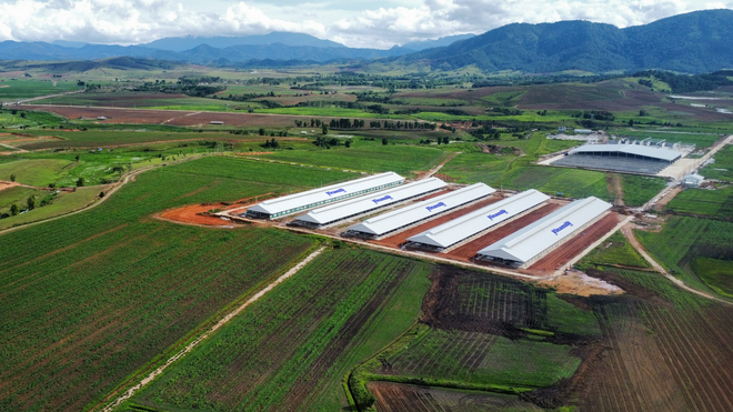 Trang trại Vinamilk Lào-Jagro tại cao nguyên Xiengkhuang (Lào) có tổng mức đầu tư giai đoạn một là 150 triệu USD. HINH 2.png