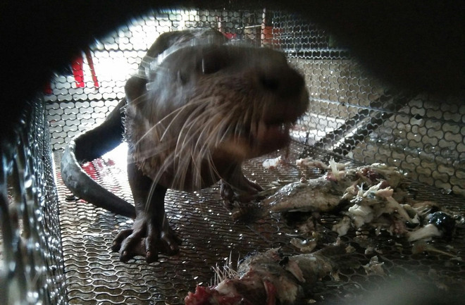 Cá thể rái cá thuộc nhóm 1B, có trọng lượng 8kg, được rao bán tại gian hàng buôn bán chim trời có tên Yên Tâm ở chợ Thạnh Hóa trong tháng 3/2020. (Ảnh: H.V/Vietnam+) Bất chấp đại dịch, buôn bán động vật hoang dã vẫn không thuyên giảm ảnh 1