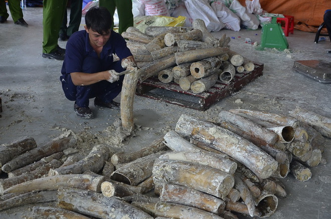 Phó Thủ tướng chỉ đạo điều tra làm rõ đường dây buôn lậu ngà voi ảnh 1