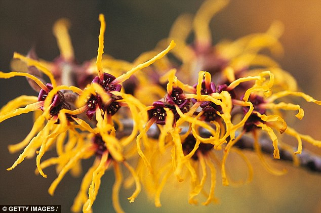 18 loại thảo mộc có tác dụng chữa bệnh không phải ai cũng biết ảnh 11