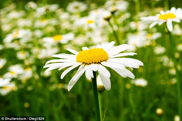 18 loại thảo mộc có tác dụng chữa bệnh không phải ai cũng biết ảnh 13