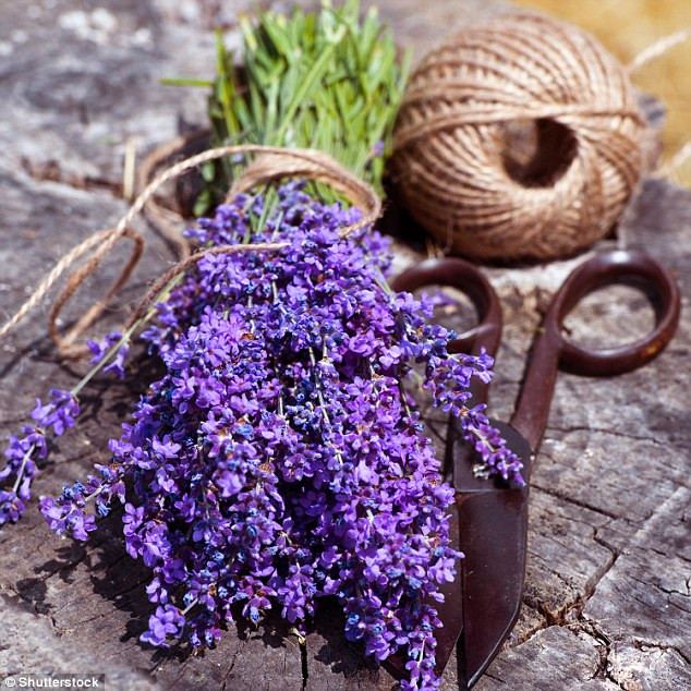 18 loại thảo mộc có tác dụng chữa bệnh không phải ai cũng biết ảnh 17