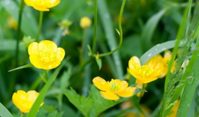 18 loại thảo mộc có tác dụng chữa bệnh không phải ai cũng biết ảnh 4