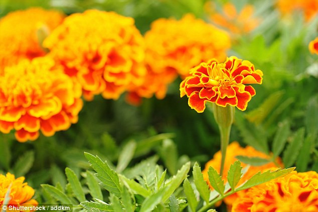 18 loại thảo mộc có tác dụng chữa bệnh không phải ai cũng biết ảnh 7