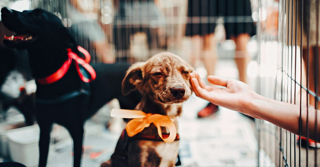 Mỹ: New York cấm bán chó mèo, thỏ tại các cửa hàng thú cưng ảnh 1