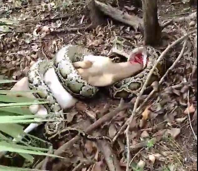 "Nổi điên" khi thấy dê bị nuốt chửng, ông già bắn hạ con trăn lớn ảnh 1