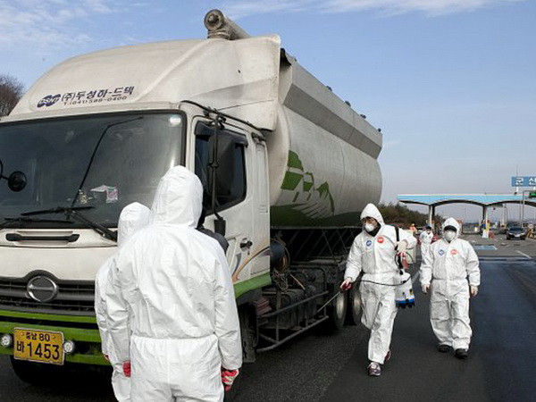 Hàn Quốc lại phát hiện ổ dịch cúm gia cầm mới bùng phát ảnh 1