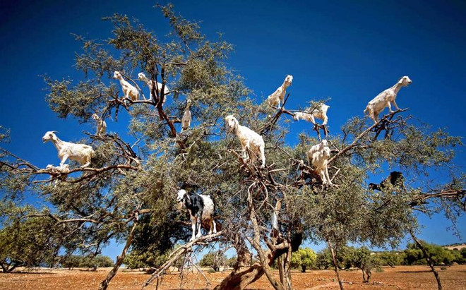 [Photo] Bật cười với cảnh đàn dê chen nhau đứng trên ngọn cây ảnh 1