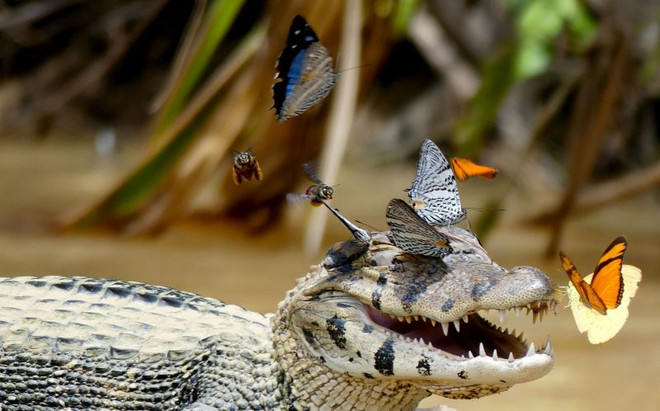 Thích thú với khoảnh khắc bướm đậu lên đầu cá sấu caiman ảnh 4