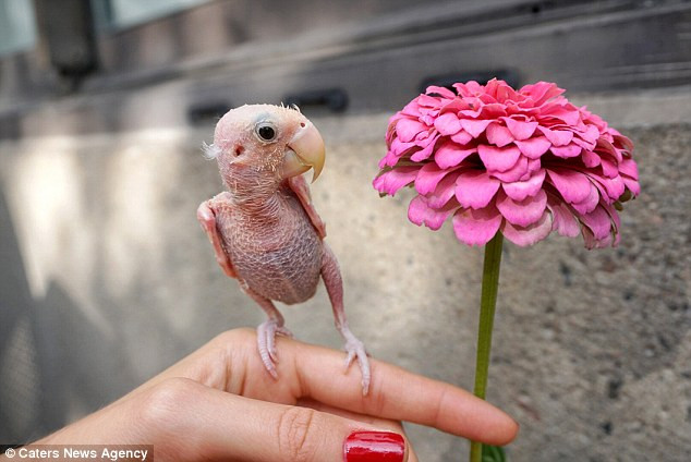 [Photo] Chú vẹt nhỏ bỗng dưng nổi tiếng nhờ bị rụng hết lông ảnh 1