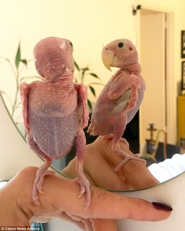 [Photo] Chú vẹt nhỏ bỗng dưng nổi tiếng nhờ bị rụng hết lông ảnh 3
