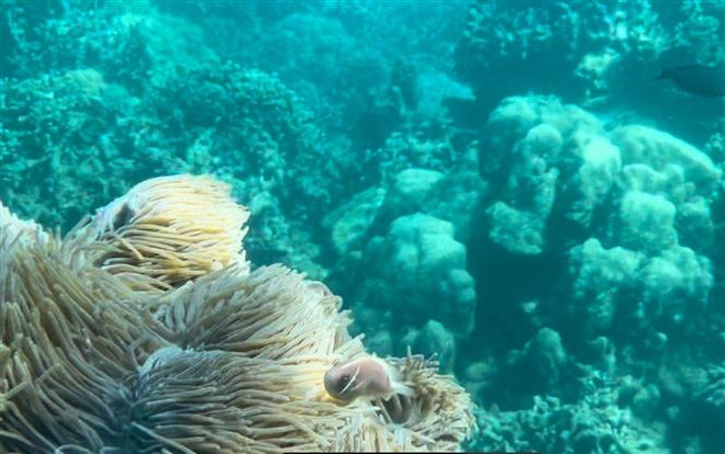 Giải pháp phục hồi, bảo vệ rạn san hô vịnh biển Nha Trang ảnh 1