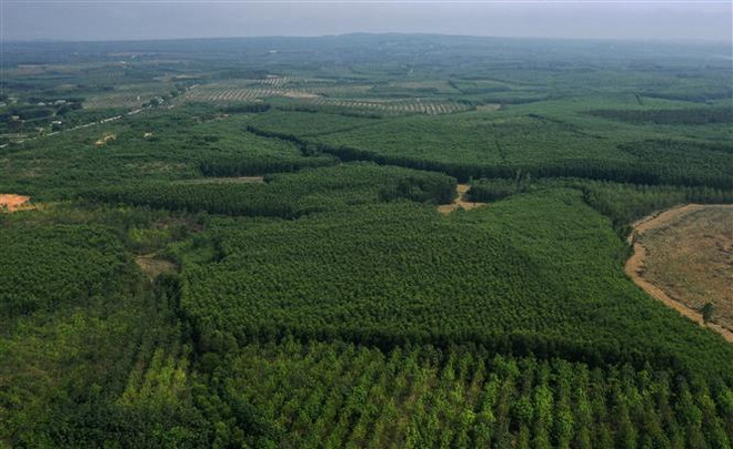 Thiếu "điểm tựa" đưa viên nén gỗ tiến tới kim ngạch xuất khẩu tỷ USD ảnh 2