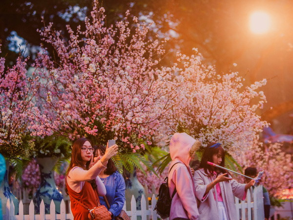 Hoa anh đào bắt đầu bung sắc tại khu vực Tượng đài Lý Thái Tổ ảnh 1