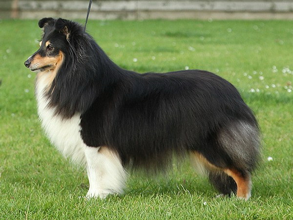 Nghi vấn 6 chú chó bị đầu độc tại cuộc thi chó quốc tế ở Anh ảnh 4