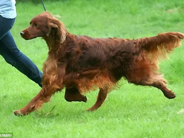 Nghi vấn 6 chú chó bị đầu độc tại cuộc thi chó quốc tế ở Anh ảnh 3