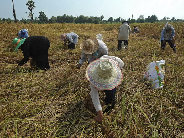 Thái Lan sẽ bán cho Bangladesh và Sri Lanka 400.000 tấn gạo ảnh 1