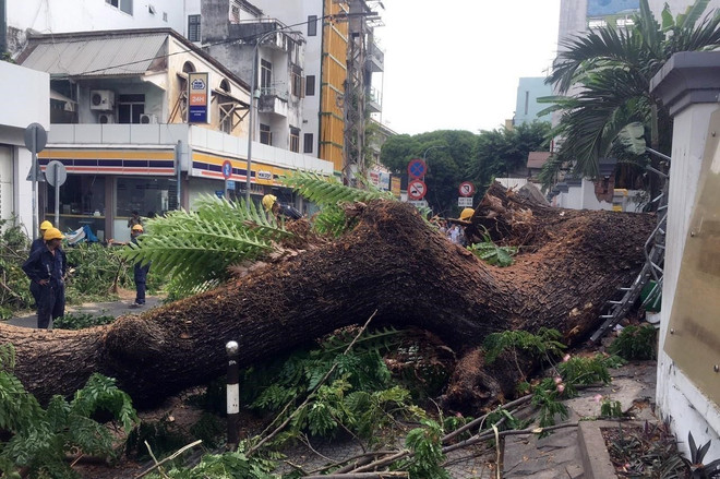 TP.HCM: Cây xanh trong trường học bật gốc, nhiều người bị thương ảnh 1