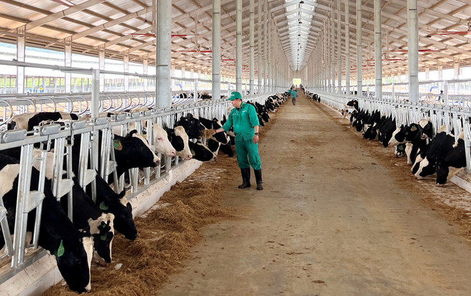 Vinamilk nhập 1.000 bò sữa HF từ Mỹ về tổ hợp trang trại tại Lào ảnh 11