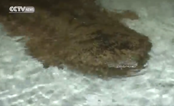 Ngư dân tìm thấy “quái vật” 200 năm tuổi trong hang động đá vôi ảnh 1