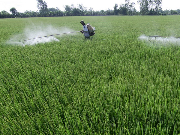 Lúa Hè Thu đầu vụ được thương lái đặt cọc mua hết sản lượng ảnh 1