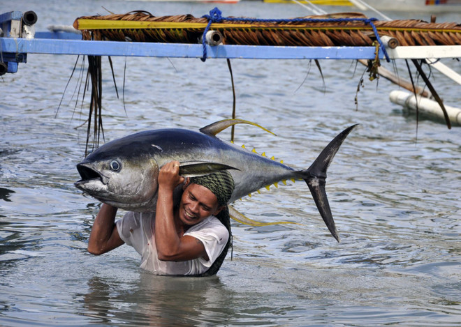 Ngư dân Philippines. (Ảnh chỉ mang tính minh họa: thecoraltriangle.com) Trung Quốc "cho phép" ngư dân Philippines vào bãi cạn Scarborough ảnh 2