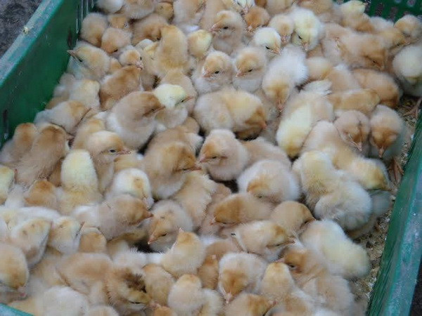 Quảng Ninh: Bắt giữ và tiêu hủy 24.000 con gà giống nhập lậu ảnh 1