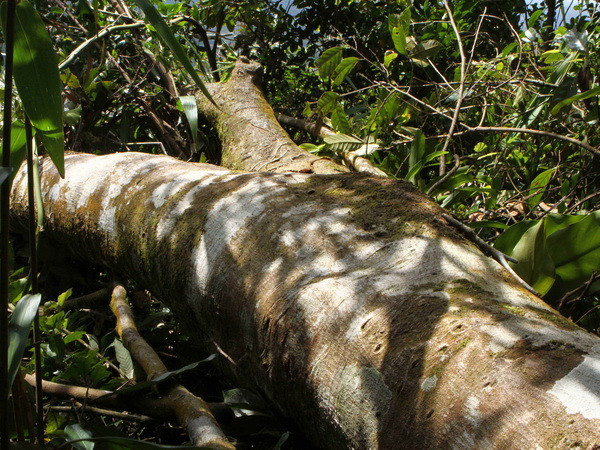 Hà Tĩnh: Cần xử lý các đối tượng hành hung cán bộ bảo vệ rừng ảnh 1