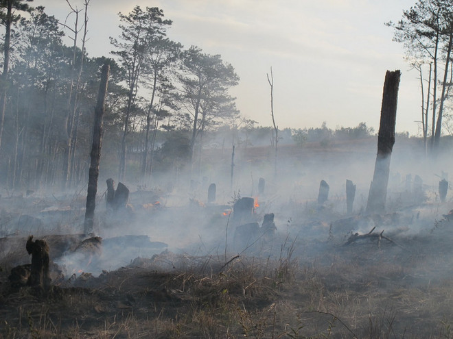 Đắk Nông: Xử lý các đối tượng để rừng thông 30 năm bị hủy hoại ảnh 1