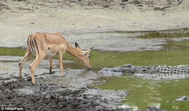 Linh dương uống nước ở hồ bị cá sấu xơi tái trong chớp mắt ảnh 1