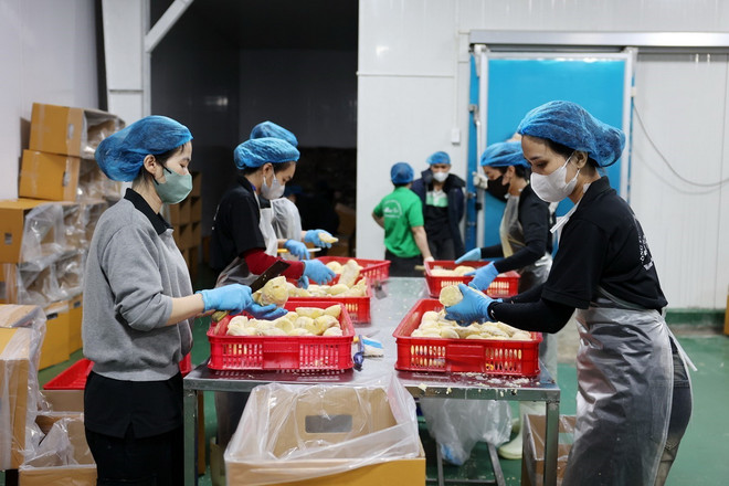 TTXVN_1010 sau rieng Dak Lak 3.jpg