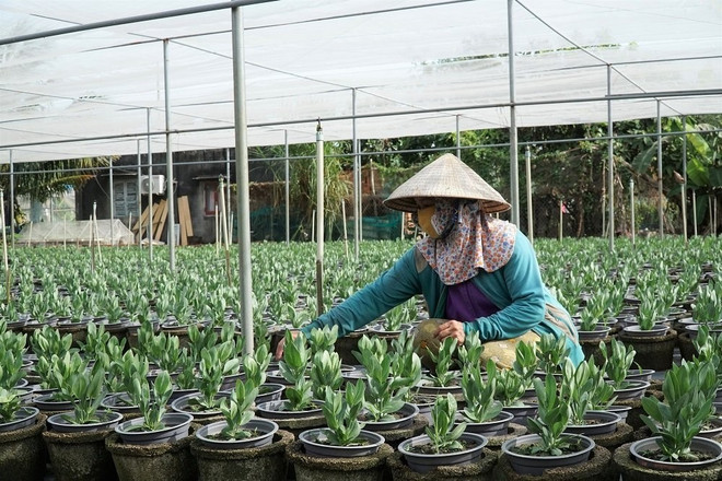 Các làng nghề Bà Rịa-Vũng Tàu nhộn nhịp chuẩn bị cho Tết Tân Sửu ảnh 2