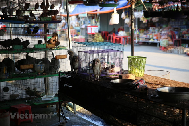 14 tổ chức bảo tồn kiến nghị kiểm soát ‘địa ngục chim trời' ở Long An ảnh 1