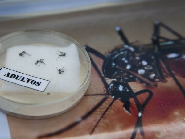 TP. Hồ Chí Minh: Chủ động ứng phó với dịch bệnh do virus Zika ảnh 1