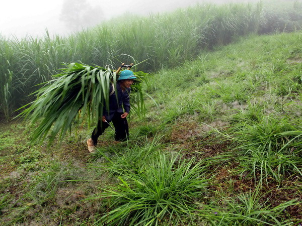 Đêm 29/10 các tỉnh Bắc ​Bộ trời trở lạnh, vùng núi trở rét ảnh 1