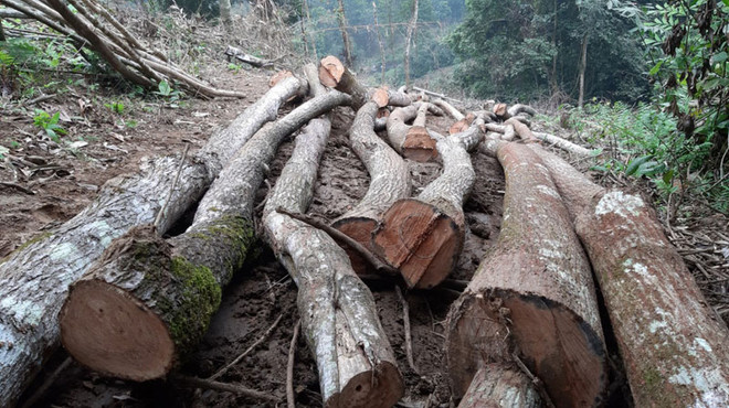 Phú Thọ điều tra vụ phá rừng tại Vườn Quốc gia Xuân Sơn ảnh 1