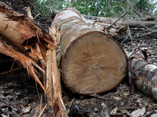 Tạm đình chỉ chức vụ Trưởng ban Quản lý rừng phòng hộ Sông Tiêm ảnh 1