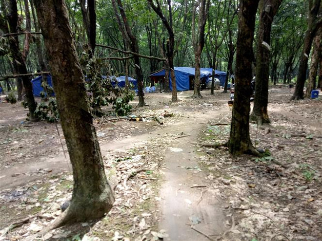 Sản phẩm gỗ cao su Việt Nam có mặt ở trên 100 quốc gia, vùng lãnh thổ ảnh 1